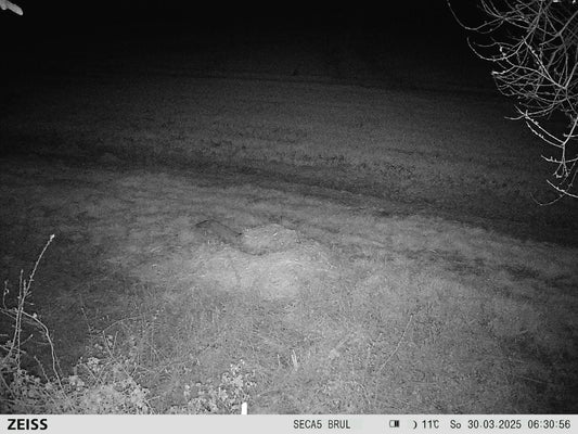 Un tas de paille est des appâts imbibés de l'Attractant GS Fox1