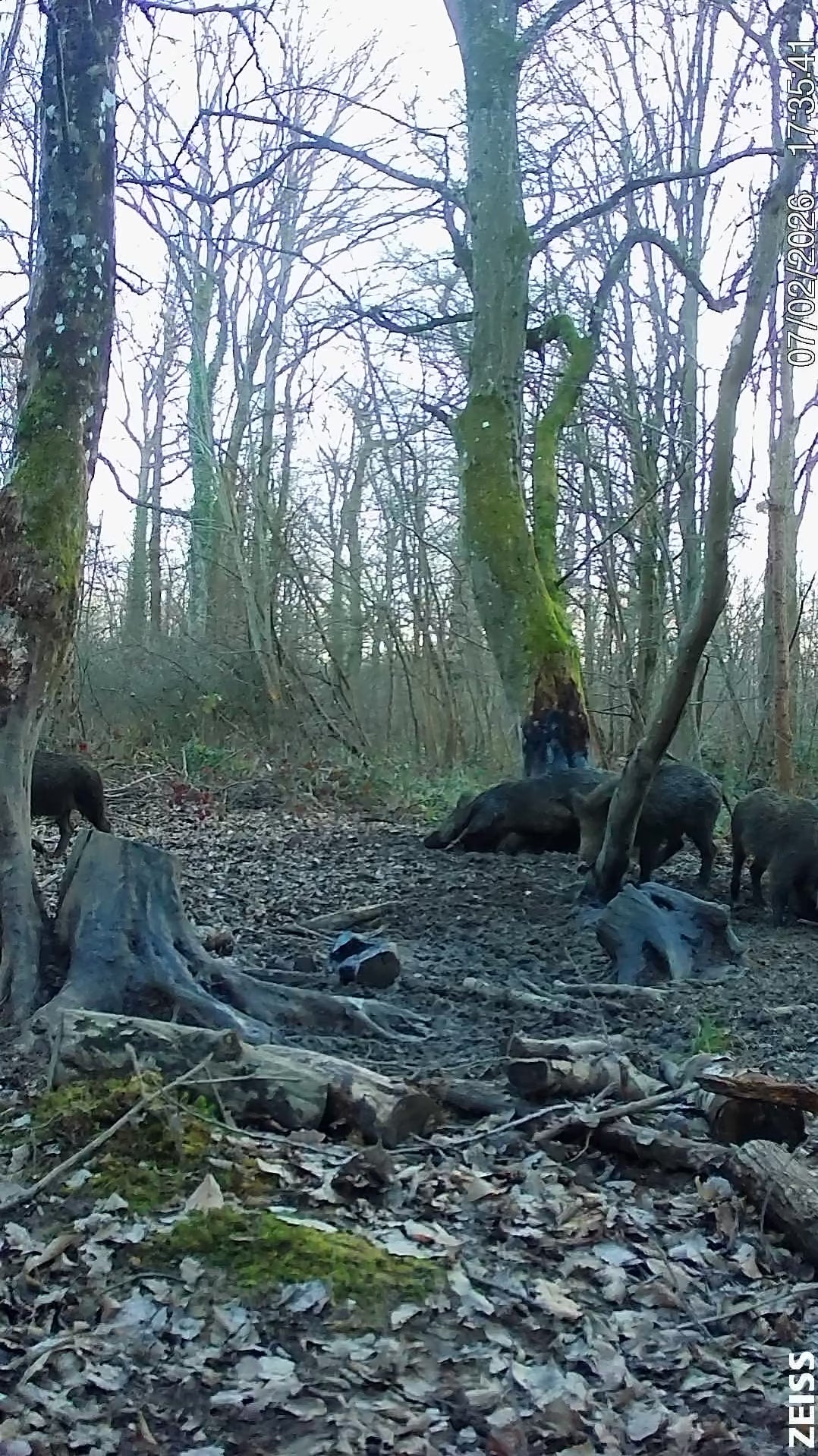 Charger la vidéo : 